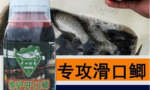 黑坑偷驴诱鱼快的小药是什么级别(黑坑偷驴钓法)